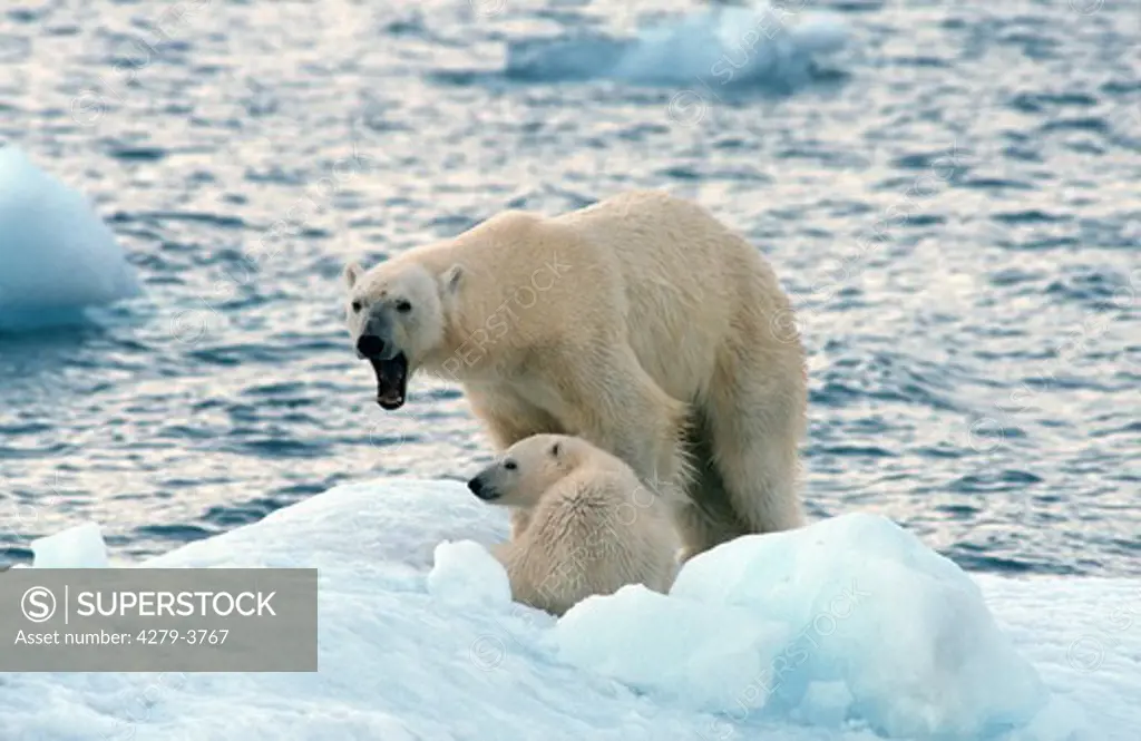 polar bear - female protecting cub, Ursus maritimus