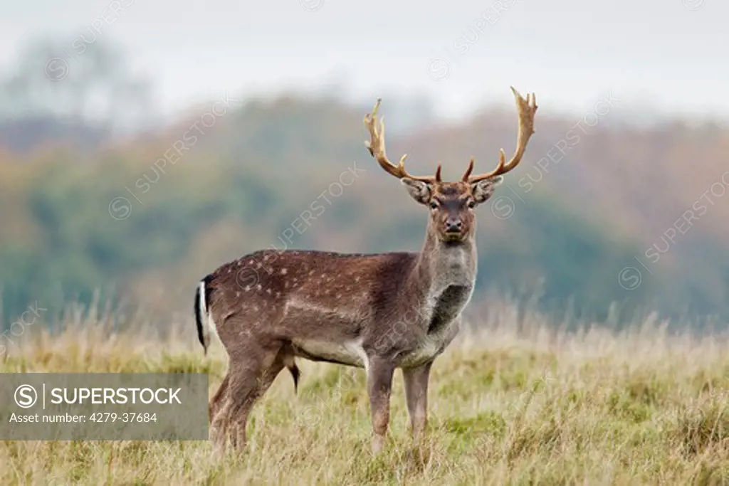 Fallow Deer - standing on meadow, Dama dama