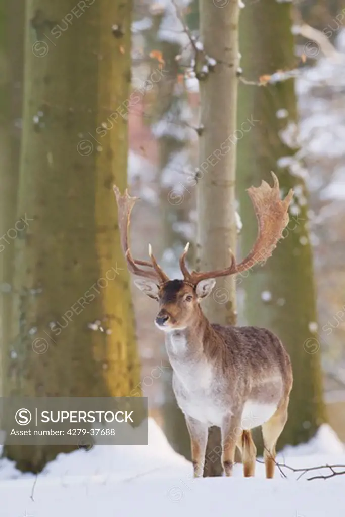 Fallow Deer - standing in snow, Dama dama