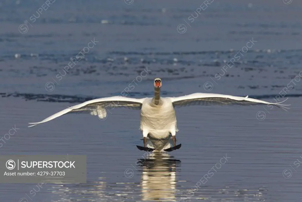 mute swan - flying, Cygnus olor