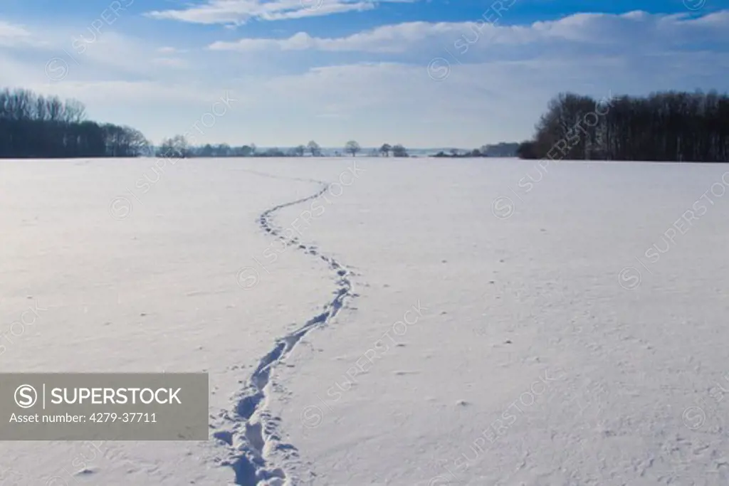 track of a wild boar in snow