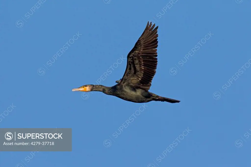 Great Cormorant - flying, Phalacrocorax carbo