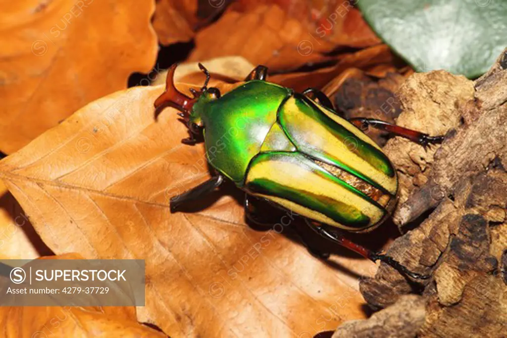 Goliath beetles