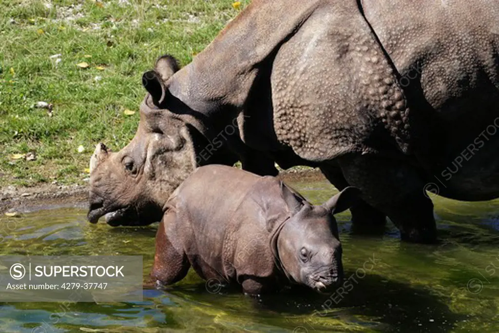 Rhinoceros and cub in water