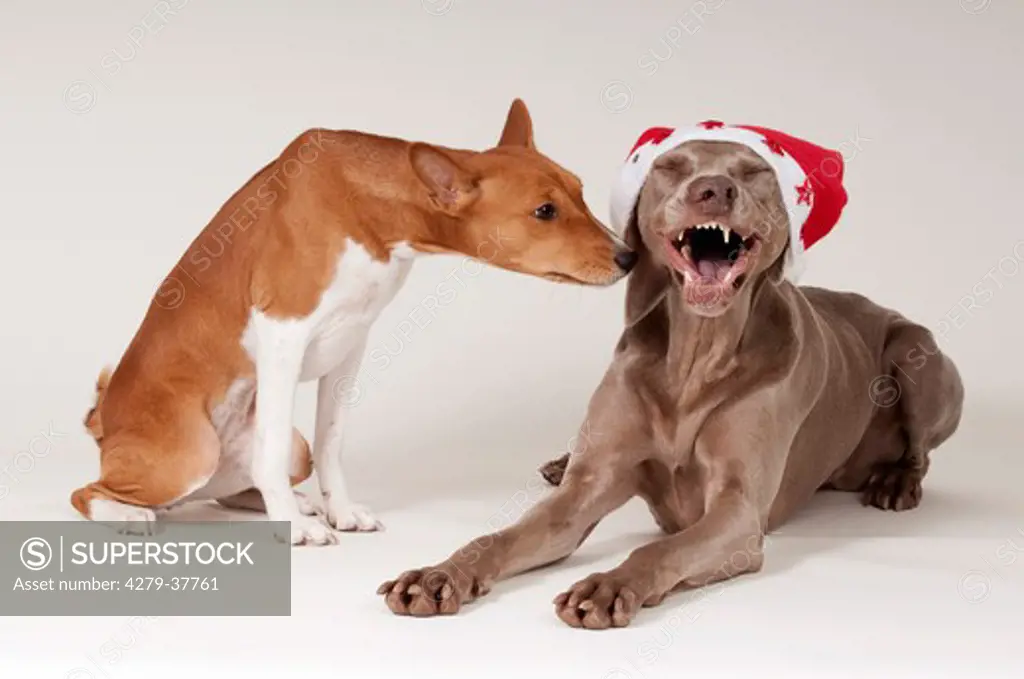 Basenji dog and Weimaraner dog - cut out