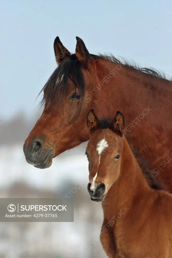 Arabian horse - mare and foal - portrait