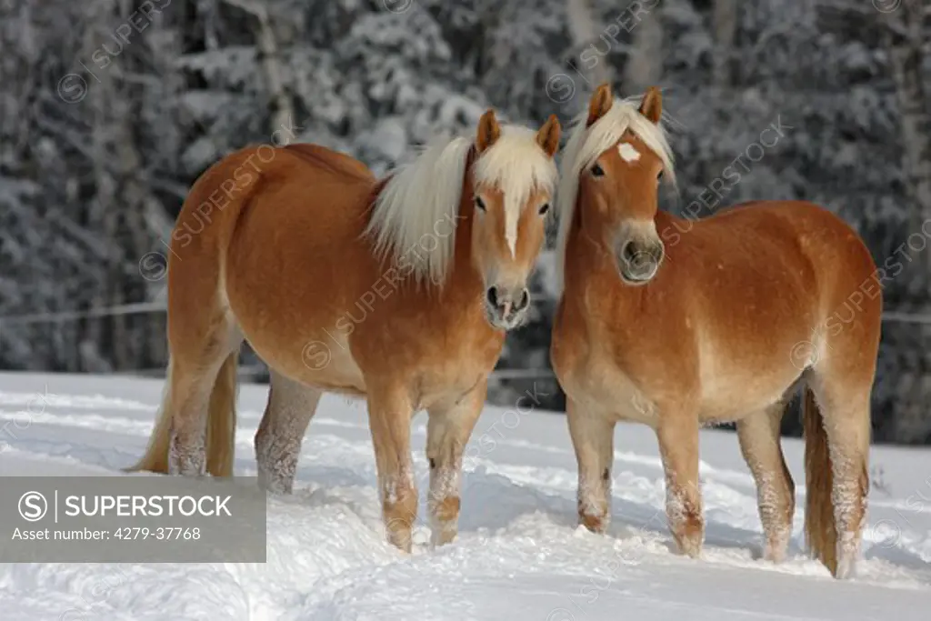 two Haflinger horses - standing in snow