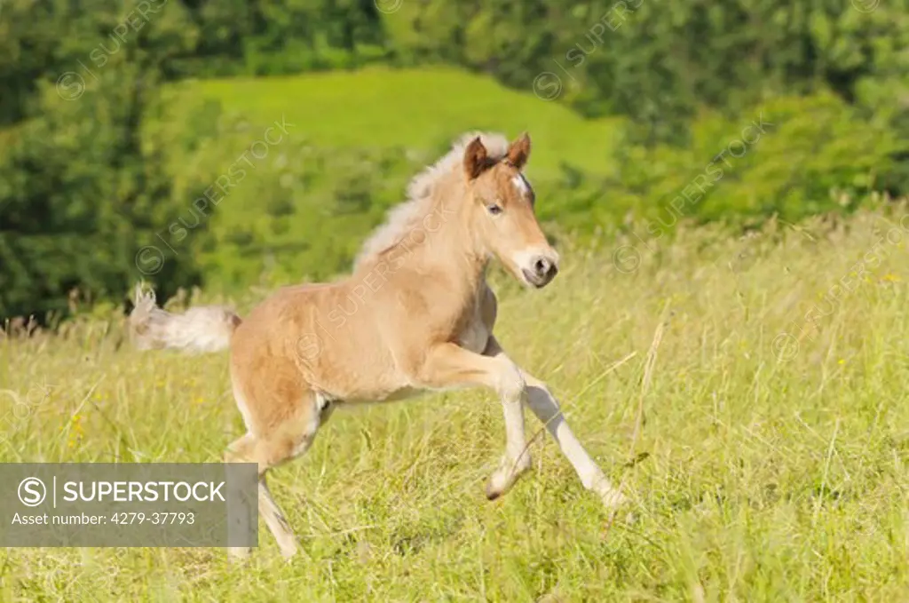 Icelandic horse - foal on meadow