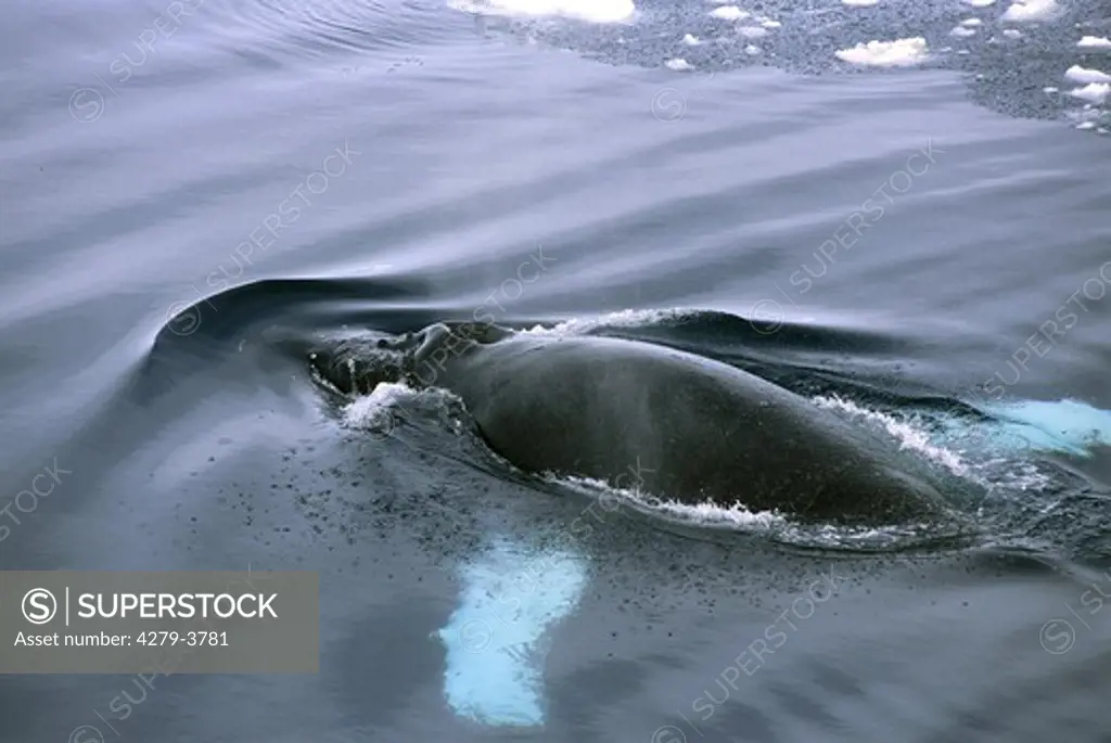 humpback whale, Megaptera novaeangliae