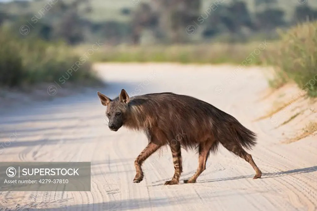 brown hyena - walking, Hyaena brunnea