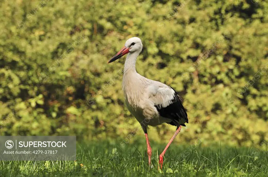 White stork - standing on meadow, Ciconia ciconia