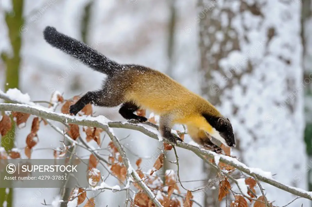 Yellow-throated Marten - standing on branch in snow, Martes flavigula
