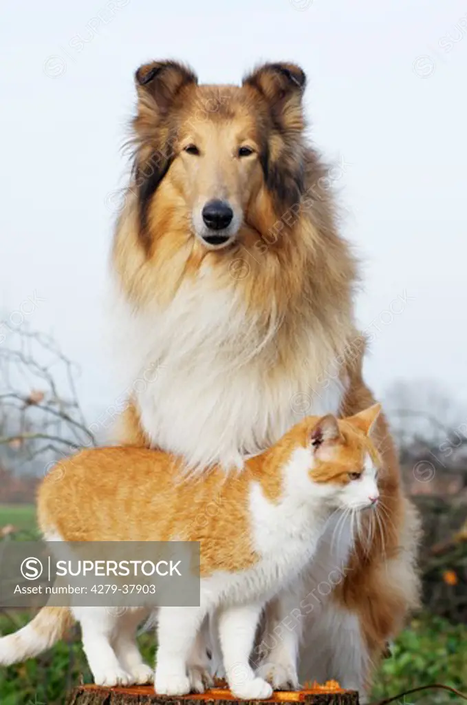 animal friendship : Collie dog and domestic cat