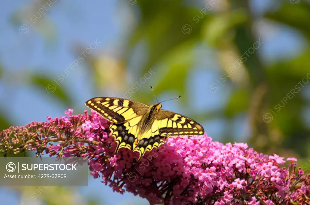 Old World Swallowtail on lilac, Papilio machaon