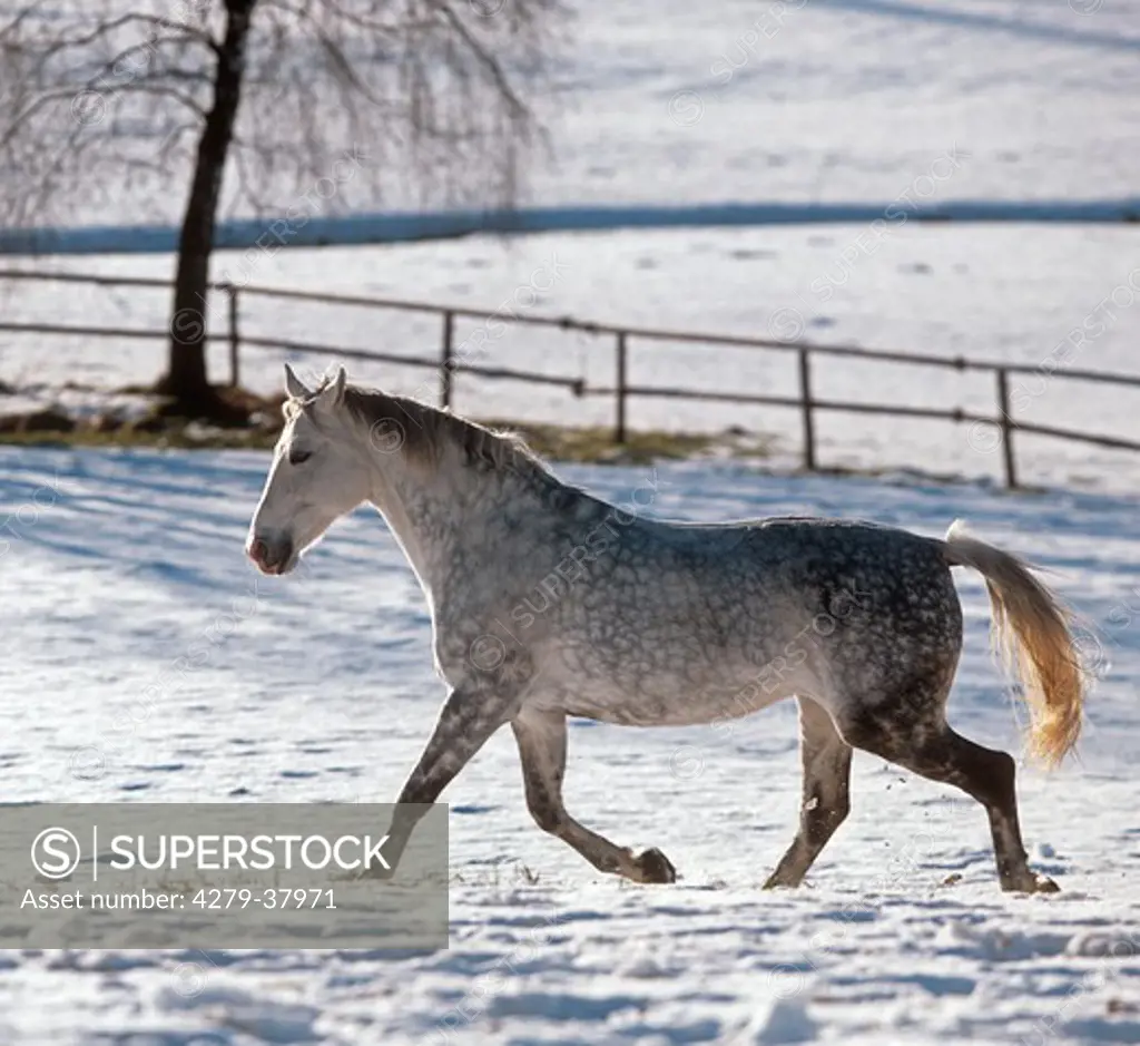 Trakehner horse in snow