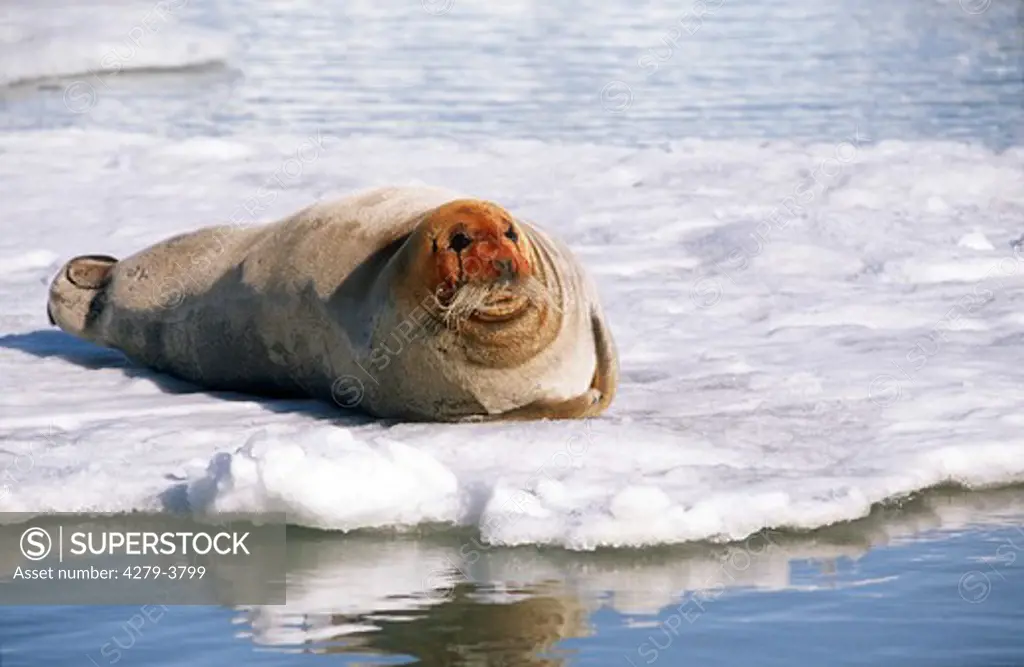 bearded seal, Erignathus barbatus