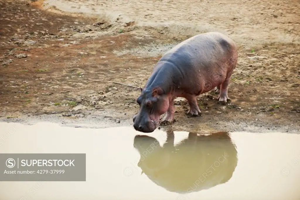 hippopotamus - standing at the shore, Hippopotamus amphibius
