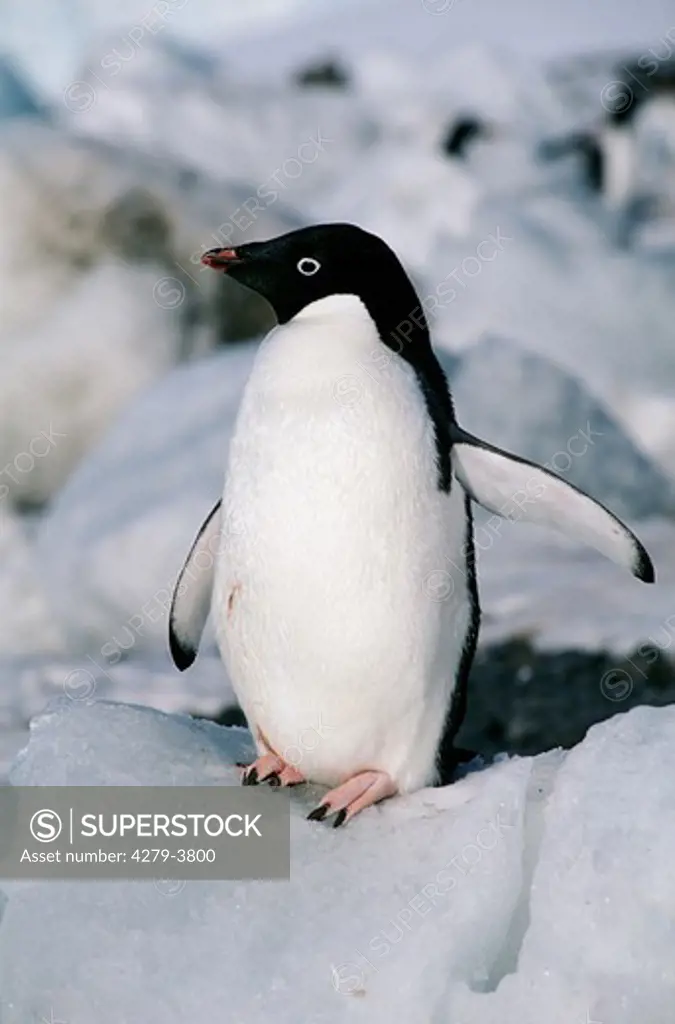 Adelie penguin, Pygoscelis adeliae