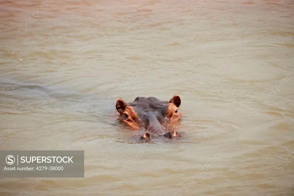 hippopotamus - swimming, Hippopotamus amphibius