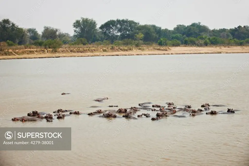 hippos in water, Hippopotamus amphibius