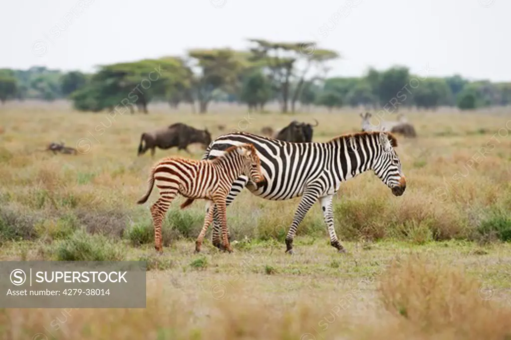 plains zebra and cub, Equus quagga