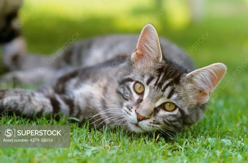 young Maine Coon cat - lying on meadow
