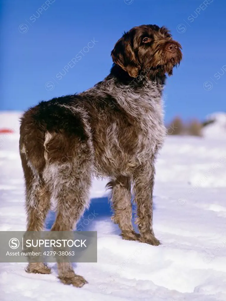 German wire-haired - standing in snow