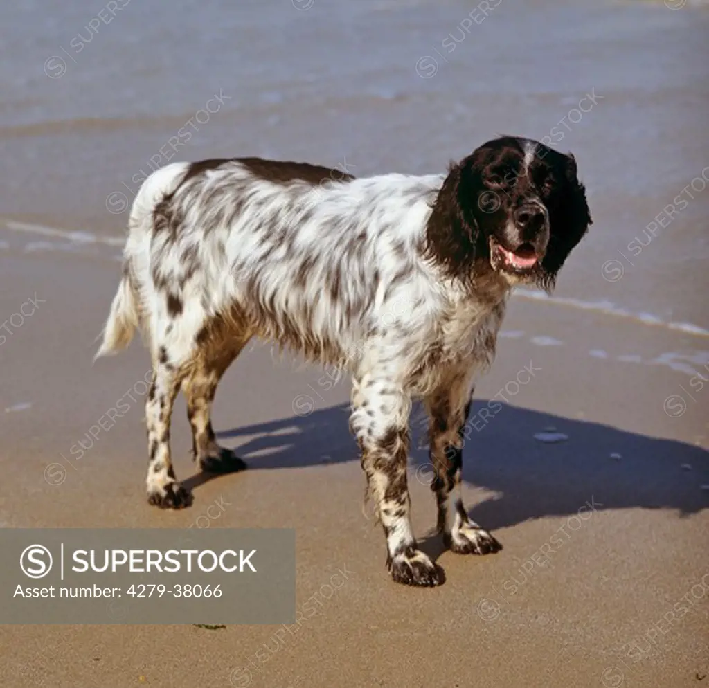 Munsterlander dog - standing at the beach