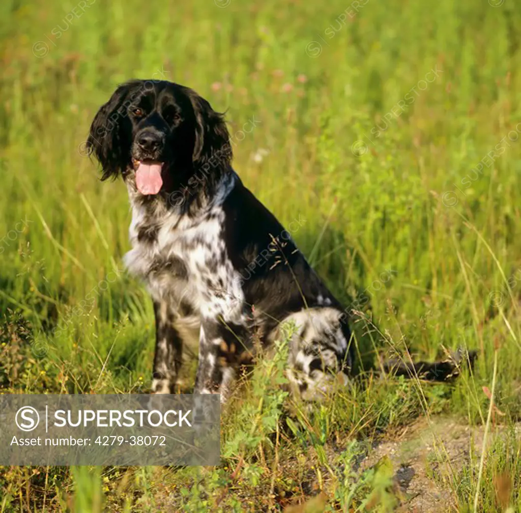 Munsterlander dog - sitting on meadow