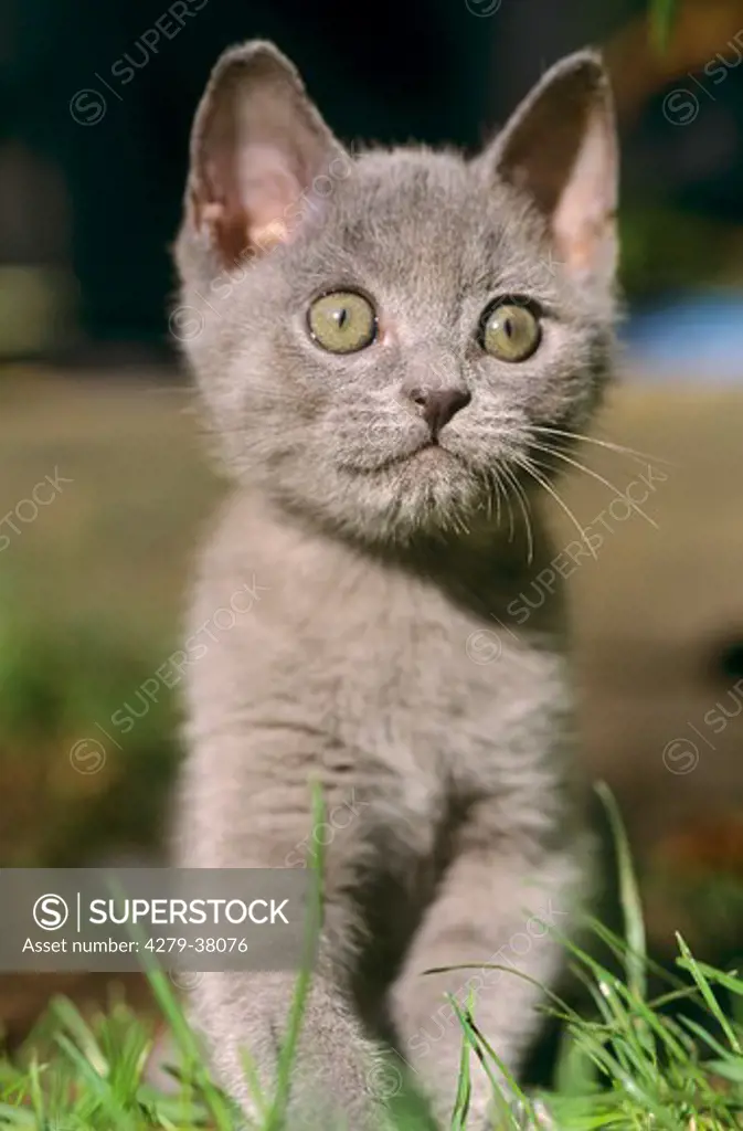 domestic cat - kitten on meadow
