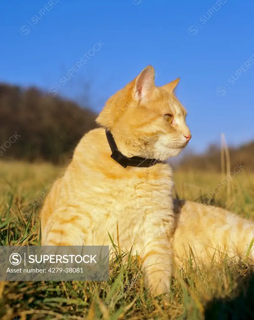 domestic cat with flea collar - sitting on meadow