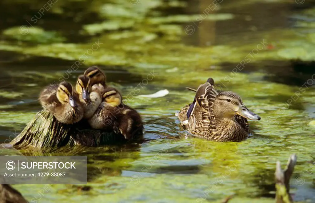 Mallard and ducklings in water