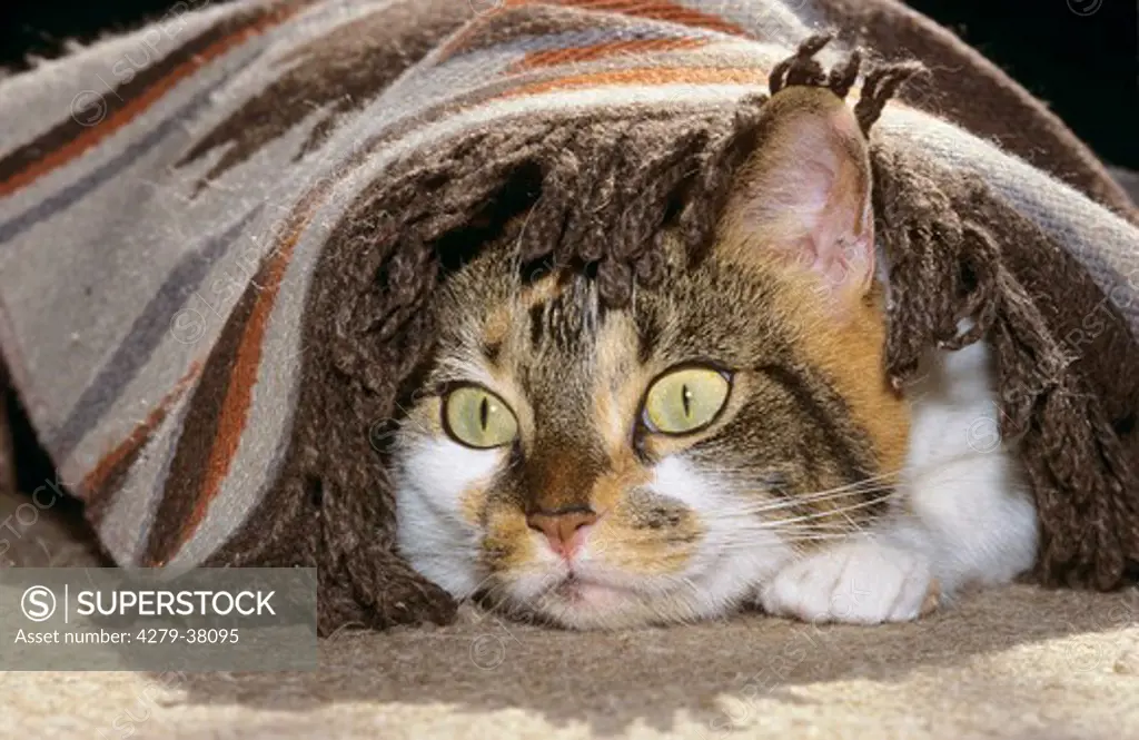 domestic cat - lying under blanket