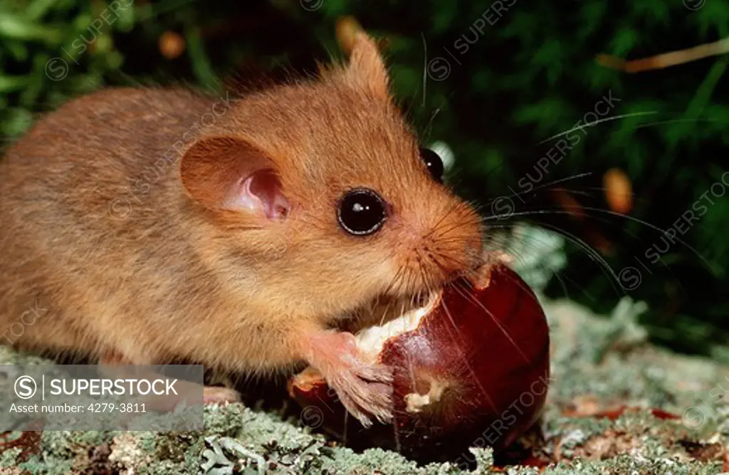 common dormouse, hazel mouse, Muskaridinus avellanarius