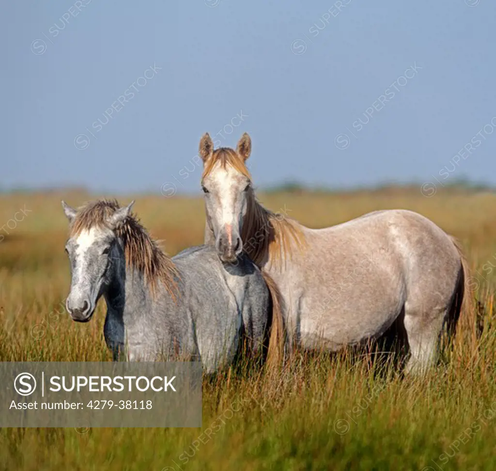 Lusitano horse - mare and foal