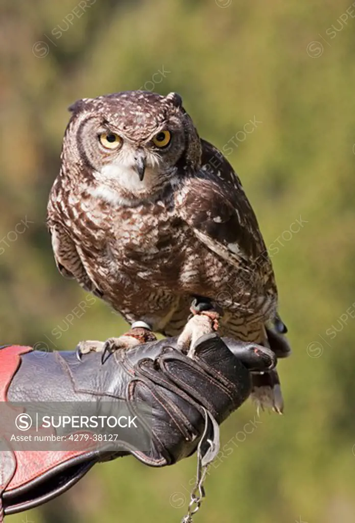 Spotted Eagle-owl on hand, Bubo africanus