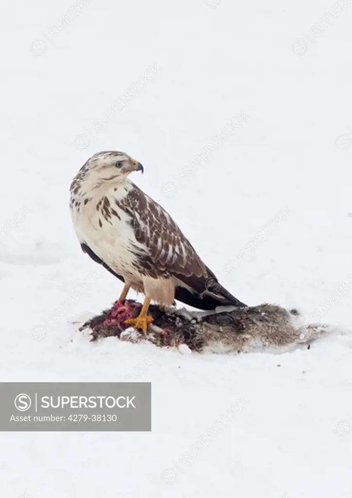 Common Buzzard with prey in snow, Buteo buteo