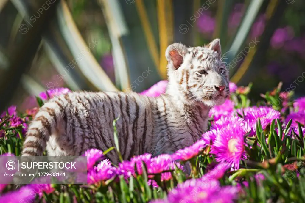 young white tiger between flowers, Panthera tigris