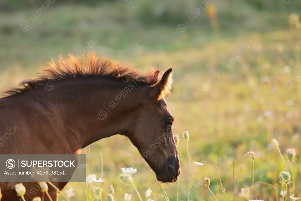 Friesian horse - foal - portrait