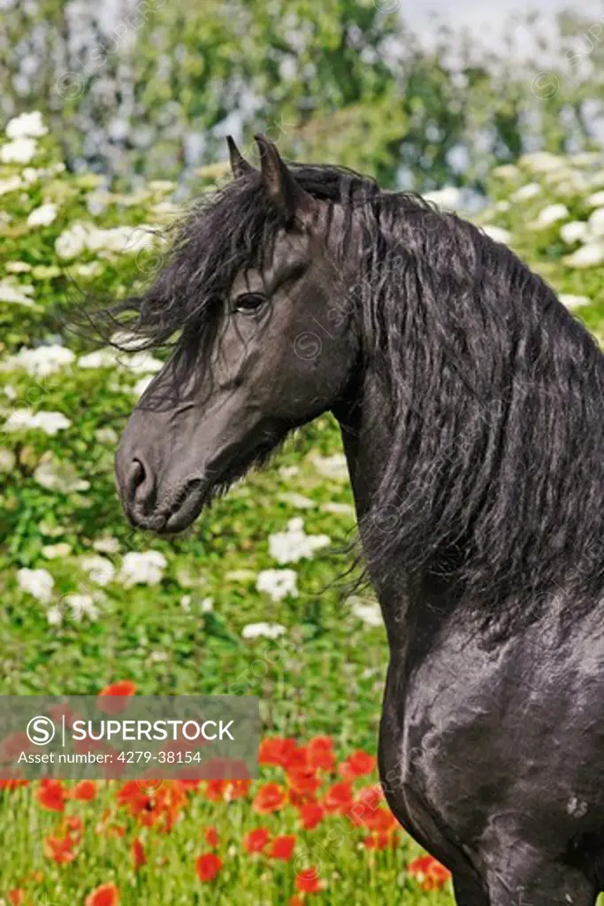 Friesian horse - portrait