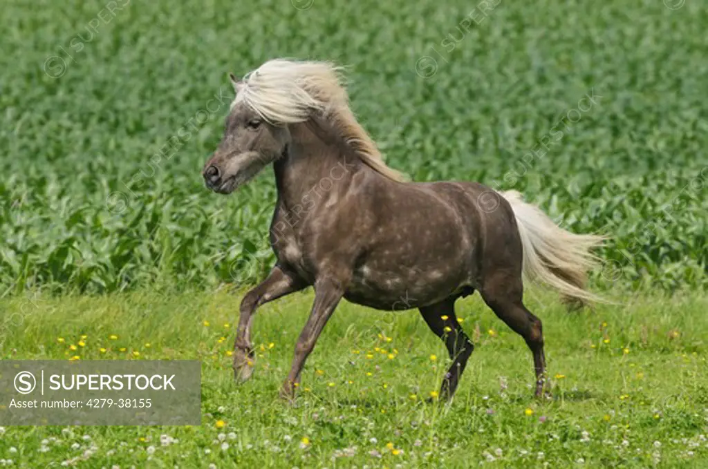 Shetlandpony horse - galloping on meadow
