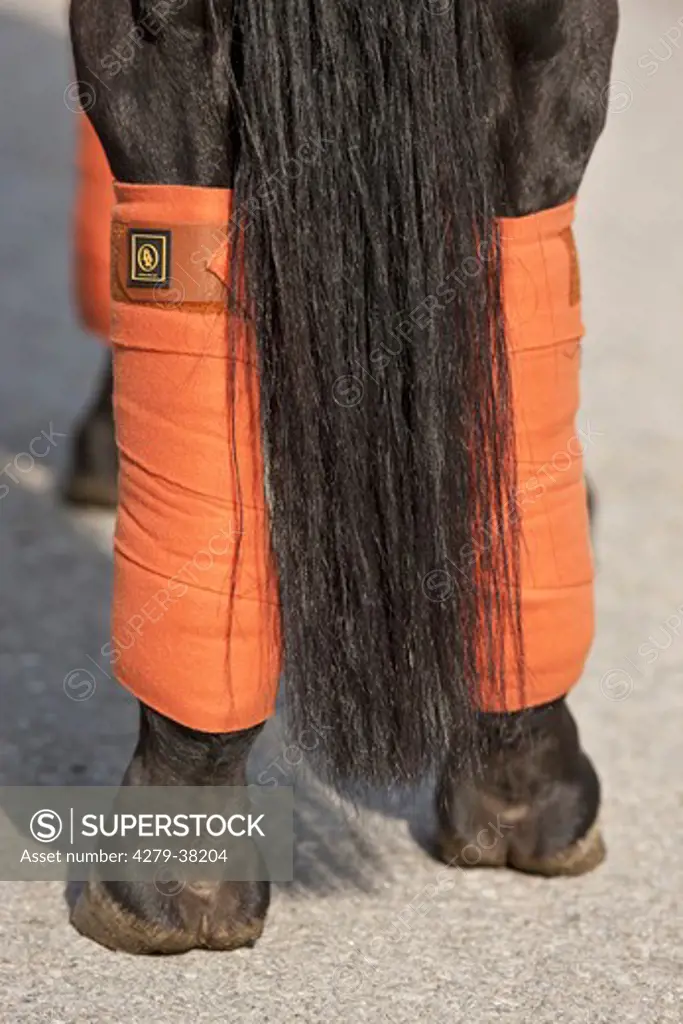 horse with travel boots