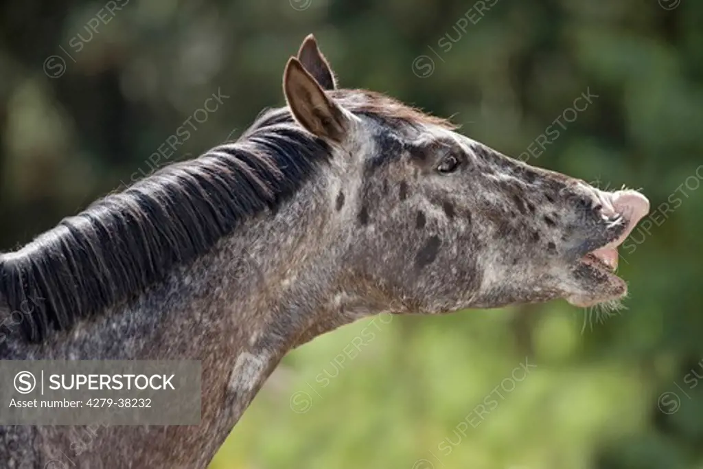 Knabstrup horse - flehming