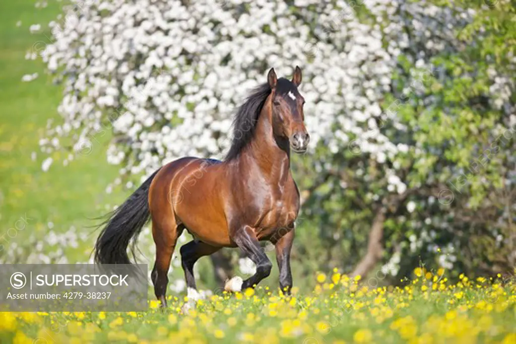 Lusitano horse on meadow