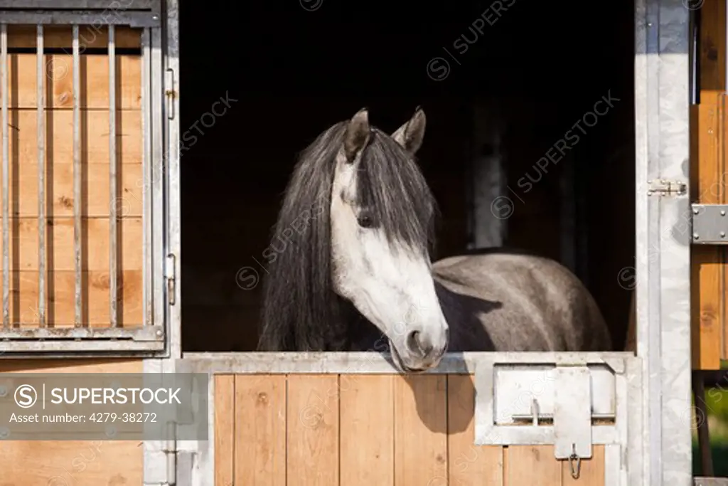 Pure Spanish-bred horse looking out of stable
