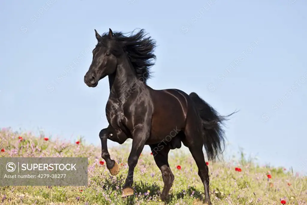Pure Spanish-bred horse - running on meadow