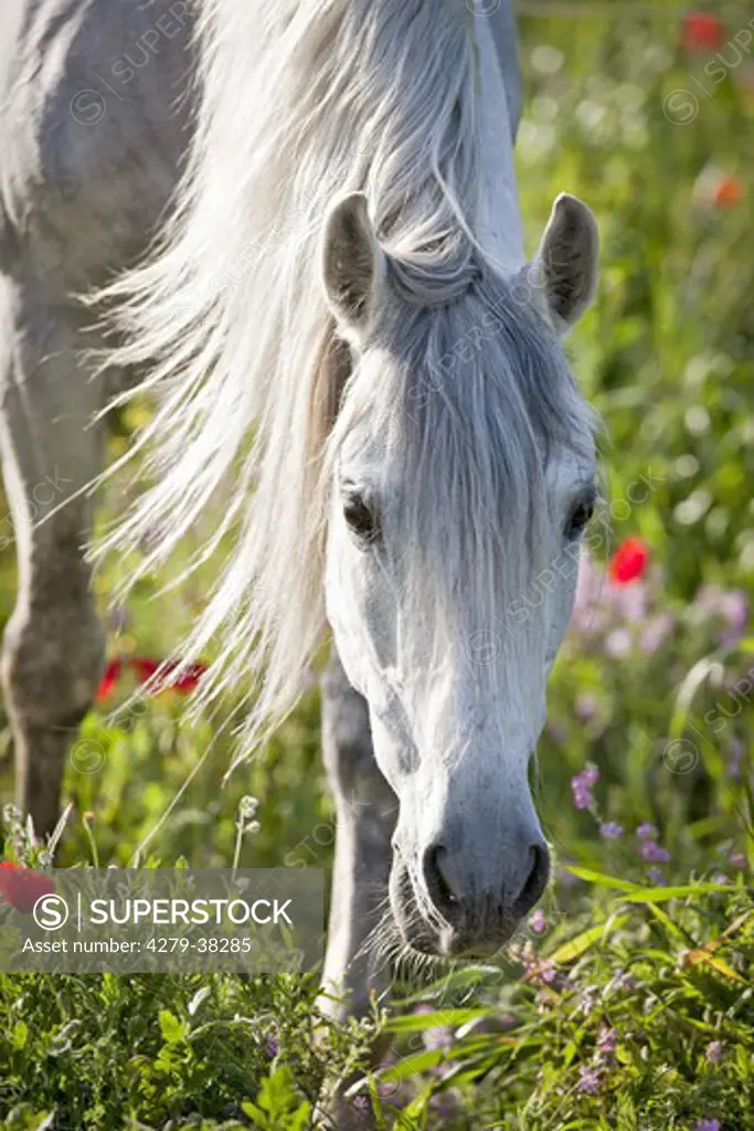 Pure Spanish-bred horse - portrait