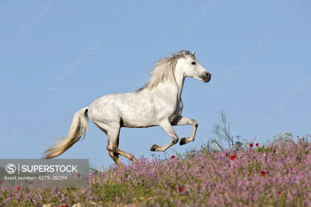 Pure Spanish-bred horse - running on meadow