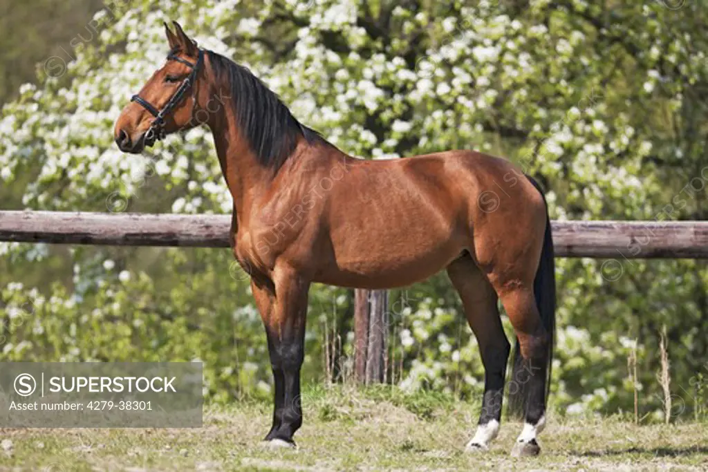 Przedswit horse - standing on meadow