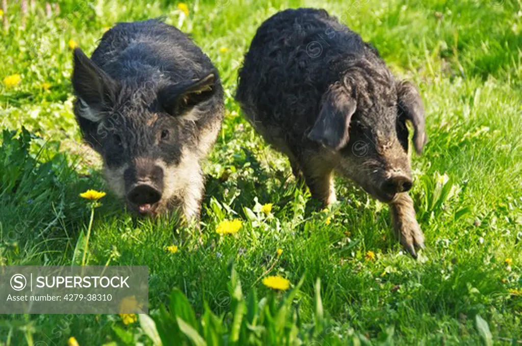 two Mangalitza pigs on meadow